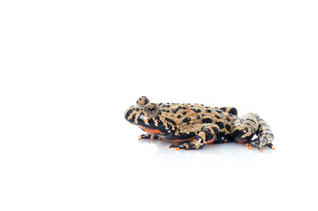 Fire Belly Toad (genus Bombina)の写真素材
