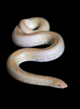 Male Albino Kenyan Sand Boa (Eryx colubrinus loveridgei)の写真素材
