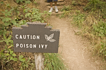 Poison Ivy (Toxicodendron radicans)の写真素材