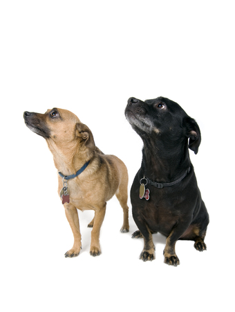 Pair of captivated dogs