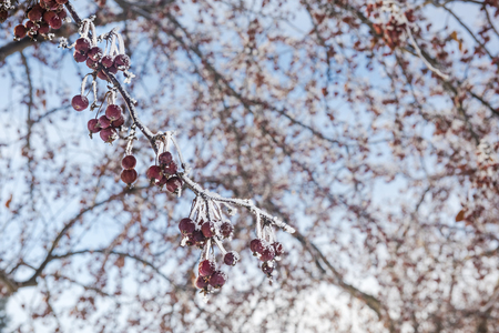 Tree with frozen red berries in winterの写真素材