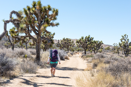 Joshua trees (Yucca brevifolia) on Stubbe Springs Loop in Joshua Tree National Park, Californiaの写真素材