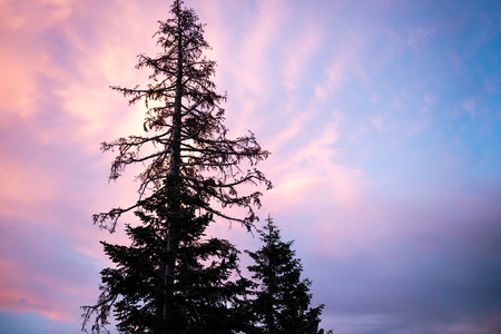 Pine tree silhouetted by sunset, Mammoth Lakes, Californiaの写真素材