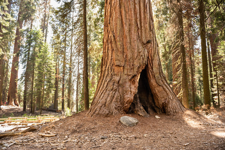 Trunk of a giant sequoia in Sequoia National Park, Californiaの写真素材