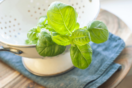 Fresh washed basil in a white colander. Selective focus.の写真素材
