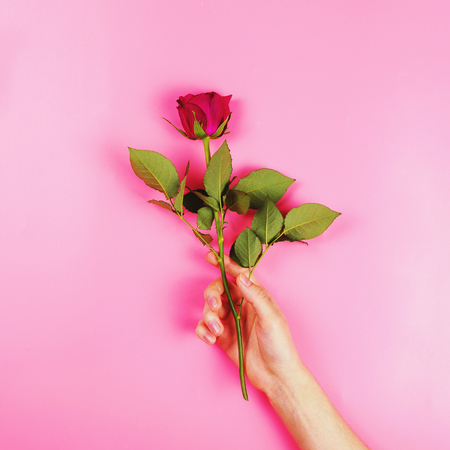 Beautiful rose in a woman's hand, flat lay, present concept, square imageの写真素材