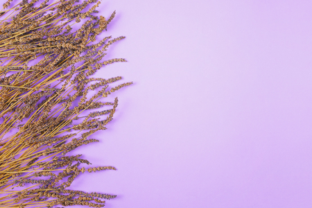 Dry lavender background, copyspace, violet background.の写真素材