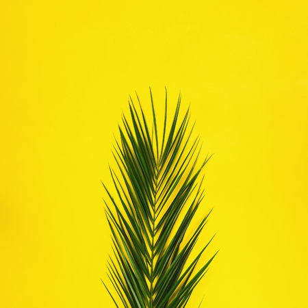 A palm leaf on yellow background, square image, tropical conceptの写真素材