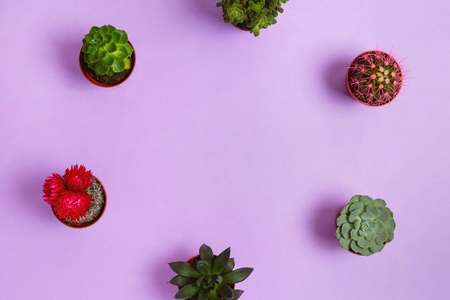 Various succulents on purple background, copyspace, flatlayの写真素材
