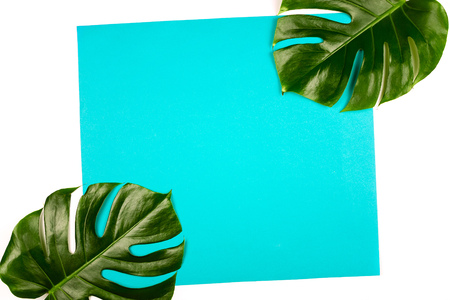 Philodendron monstera leaves on blue and white background. Tropical background, copyspaceの写真素材