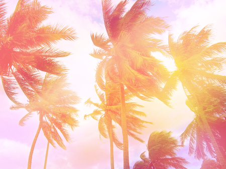 Toned palm trees backgroundの写真素材