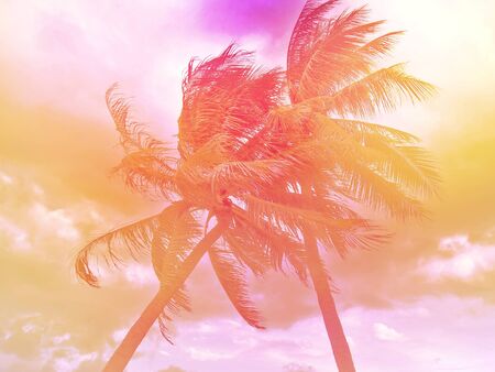 Toned palm trees backgroundの写真素材