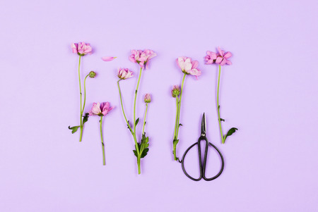 Cut daisies on violet background with scissors, flatlayの写真素材