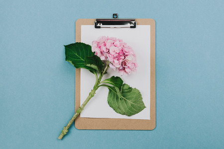 Flatlay of pink hortensia flower and