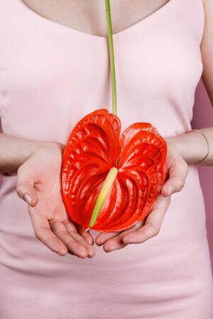 Closeup of woman in pastel pink dress holding bright red bloom peace lilly (Spathiphyllum wallisii) , selective focusの写真素材