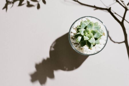 Minimalist flat lay of succulent on a grey background with tree branch shadowsの写真素材