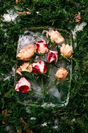 Frozen rose flowers on moss with snow, selective focusの写真素材