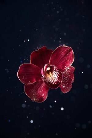 Levitating magenta orchid with flying glitter aroundの写真素材