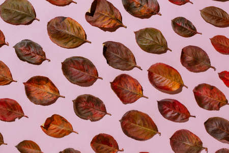 Red autumn aronia leaves arranged on pastel pink background