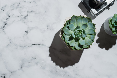 Flatlay of succulents and vintage film camera on marbleの写真素材
