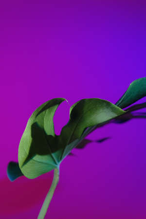 Abstract picture of monstera deliciosa leaf in neon lightningの写真素材