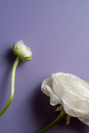 White Ranunculus Asiaticus on pastel violet with copyspace