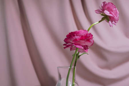 Two pink Ranunculus asiaticus flowers in glass bottle in front of pastel drapery,の写真素材