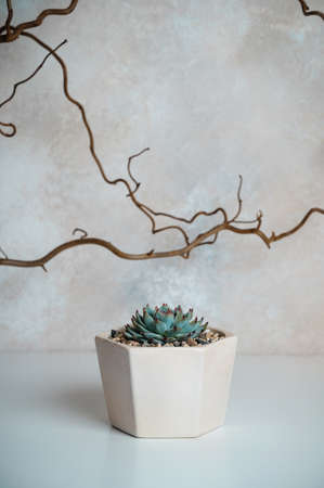 Echeveria hercules in a flower pot on a white tableの写真素材