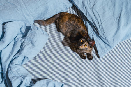 Top view of mixed breed kitten on blue linen sheetsの写真素材