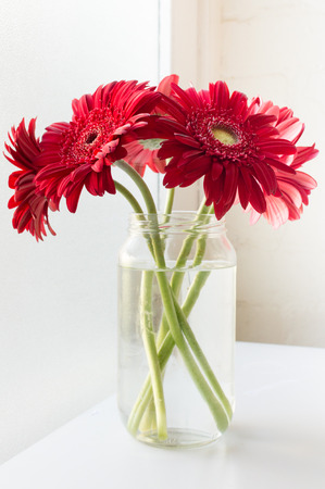 Red gerberas in a glass jar on a white table next to a windowの写真素材