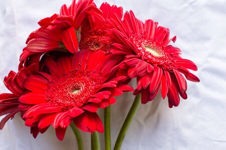 Close up of red gerberas against a white tablecloth backgroundの写真素材
