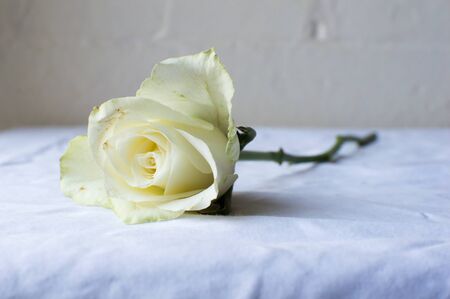 Dying white rose lying on white tablecloth (selective focus)の写真素材