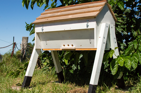 Home made top bar style bee hive under mulberry tree