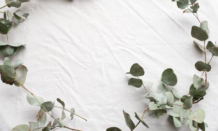 High angle view of green and brown eucalyptus leaves arranged in curve on white tableclothの写真素材