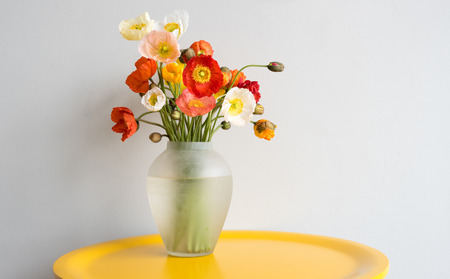 Red, white, yellow and orange poppies in a glass vase on a yellow tableの写真素材