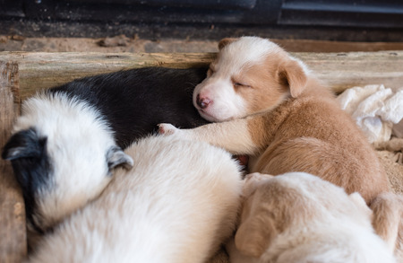 Brown and white puppy sleeping with siblings in wooden box (selective focus)の写真素材
