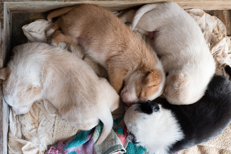 High angle view of cross breed puppies curled up together sleeping in wooden boxの写真素材
