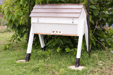 Handmade kenyan top bar beehive against mulberry tree with bees at entrance