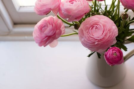 High angle close up of pink ranunculus in white jug on window sill  (selective focus)の写真素材