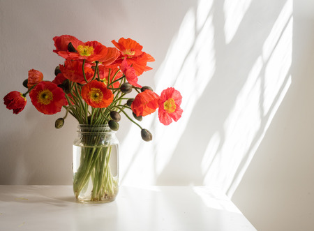 Red poppies in glass jar on white table against white wall with sunlightの写真素材