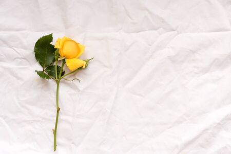 High angle view of natural looking yellow rose on white tableclothの写真素材