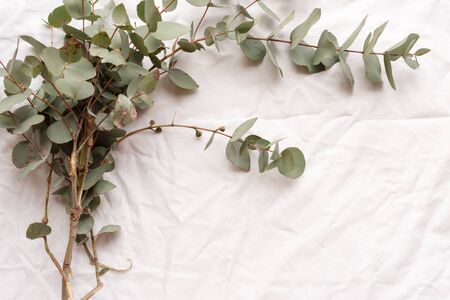 High angle view of eucalyptus leaves on white tablecloth (selective focus)の写真素材