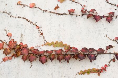Imperfect white exterior wall with red ivy climbing on itの写真素材