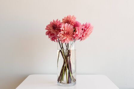 Bright pink dahlias in tall glass vase on white table against neutral backgroundの写真素材
