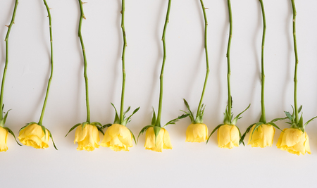 High angle view of yellow roses arranged upside down in a row on a white table - nature backgroundの写真素材