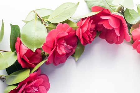 High angle view of red camellia japonica blossoms arranged in a curve on white background with copy spaceの写真素材
