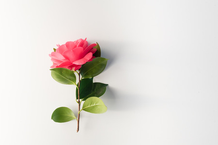 High angle view of single red camellia japonica blossom on a white background with copy space - nature backgroundの写真素材