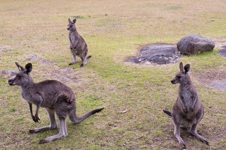 Female kangaroos standing on green grass in paddock (selective focus)の写真素材