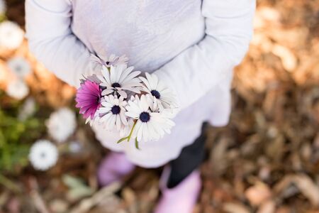 High angle cropped view of little girl holding bouquet of purple and white daisies (selective focus)の写真素材