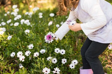 Cropped view of little girl picking purple and white daisies in field (selective focus)の写真素材